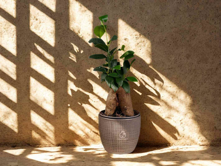 Easy-care bonsai tree for terrariums or indoor display