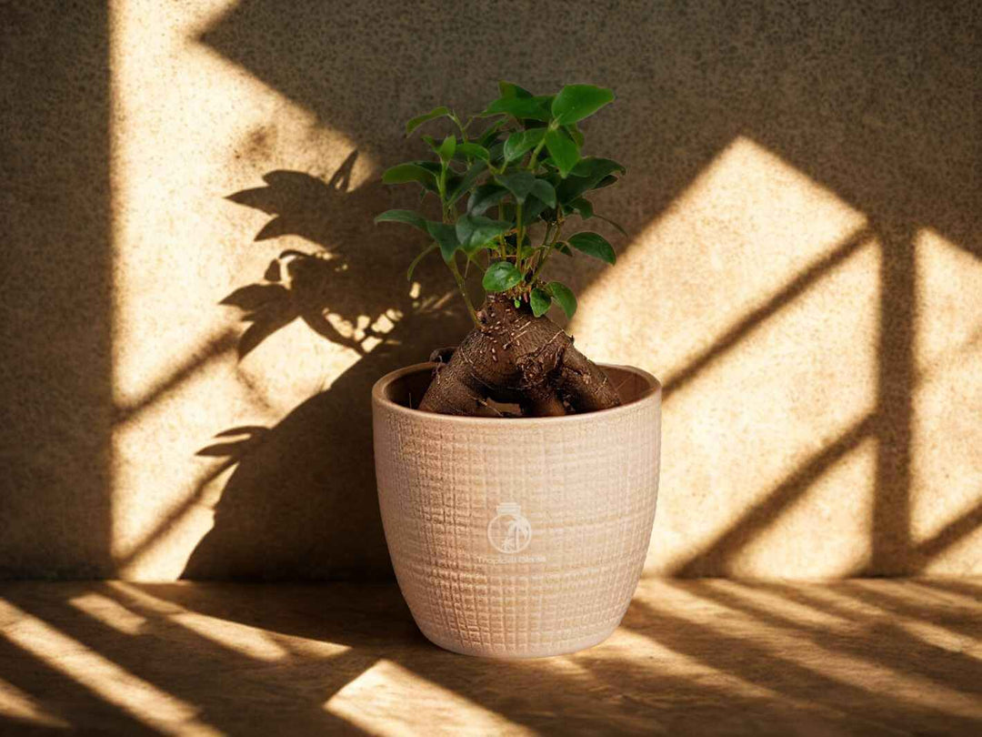 Beginner-friendly ficus ginseng bonsai styled on a shelf