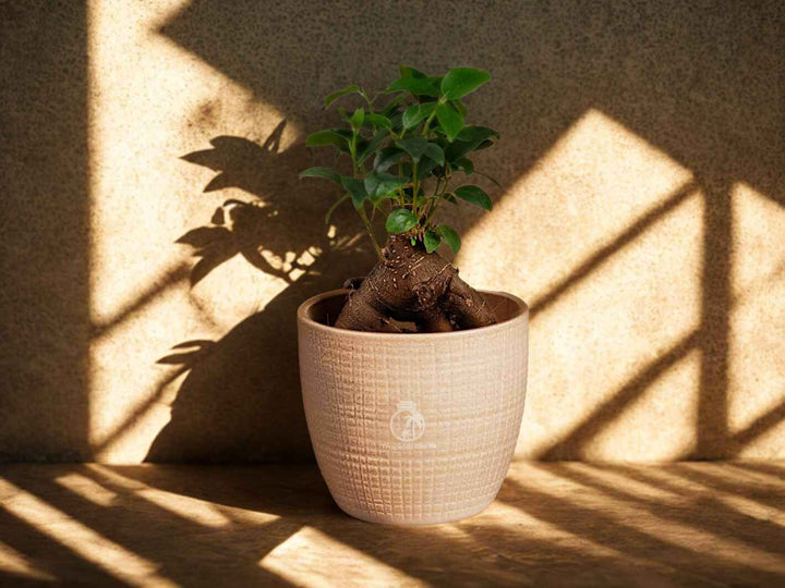 Beginner-friendly ficus ginseng bonsai styled on a shelf