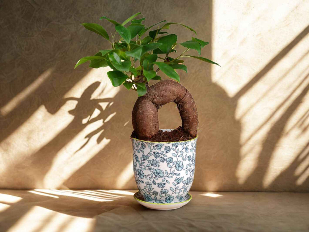 Mini ficus ginseng with sculptural roots and glossy leaves