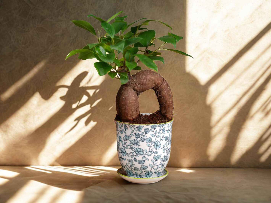 Mini ficus ginseng with sculptural roots and glossy leaves