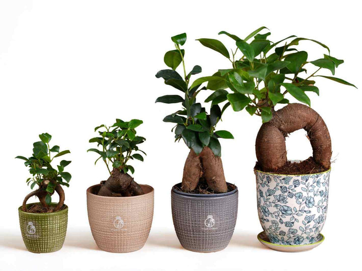 Baby Ficus Ginseng bonsai trees in nursery pot on white background