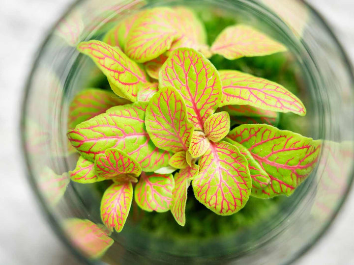 Fittonia plant in a glass container on a white background