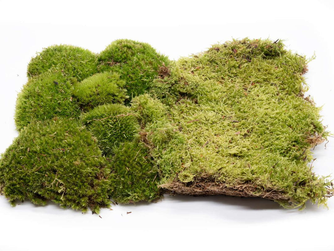 Moss bundle for closed terrarium