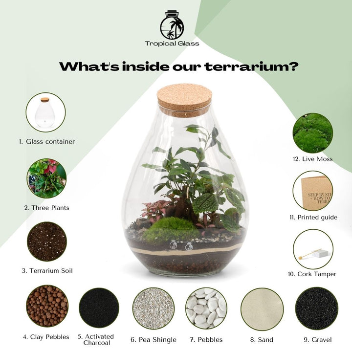 Ficus Bonsai Terrarium DIY Kit H: 37 cm |  'Taipei'