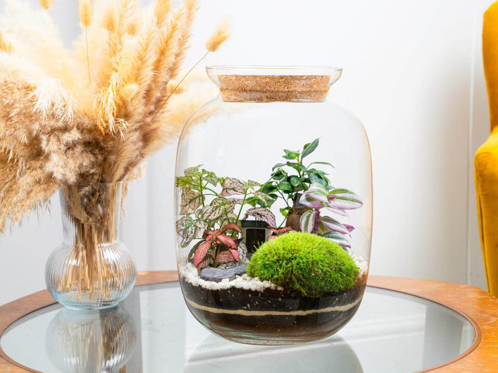 A beautifully designed terrarium with live plants and a bonsai – the ideal unique plant gift for any occasion.