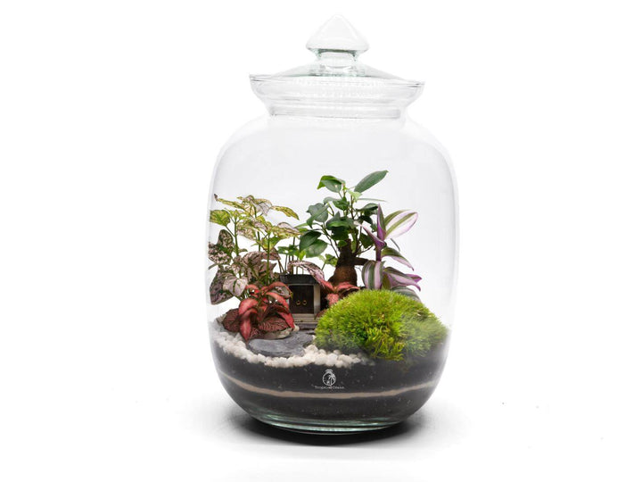 Glass Terrarium with Bonsai and other plants