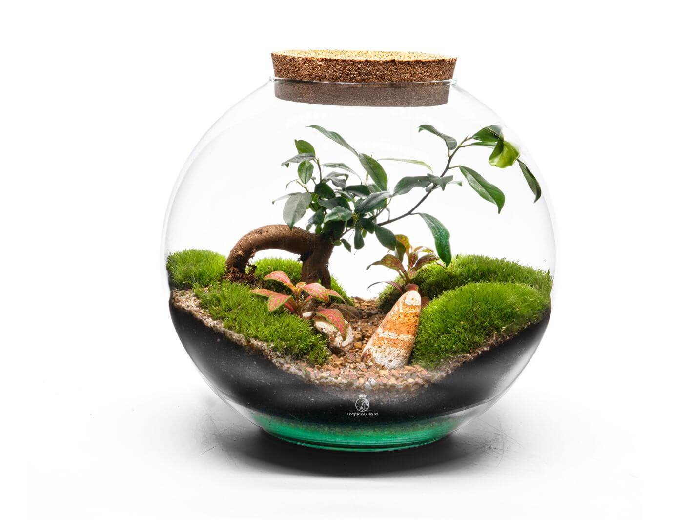 Limited Edition DIY Terrarium Kit with Ficus Bonsai, Fittonia, and moss in a glass container with a cork lid