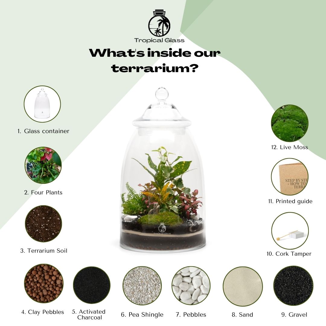 Extra Large Closed Terrarium Kit H: 49 cm | 'Washington'