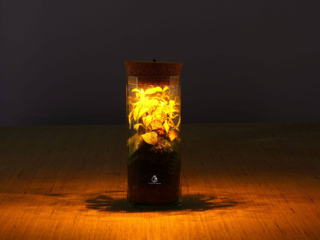 Light up Terrarium with Fittonia inside