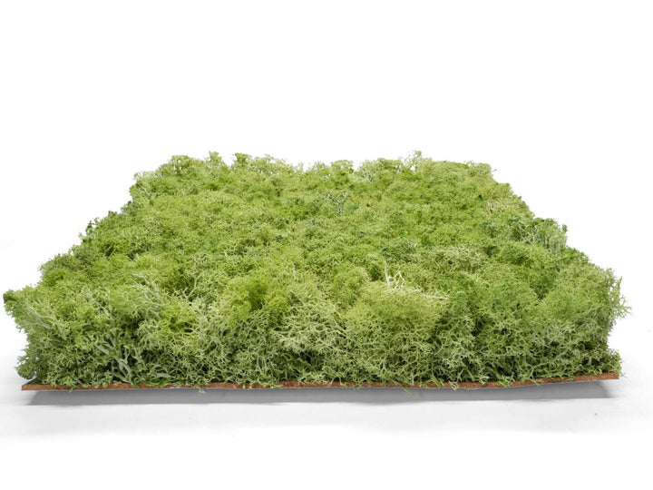 Preserved moss panel for natural wall art or decor.