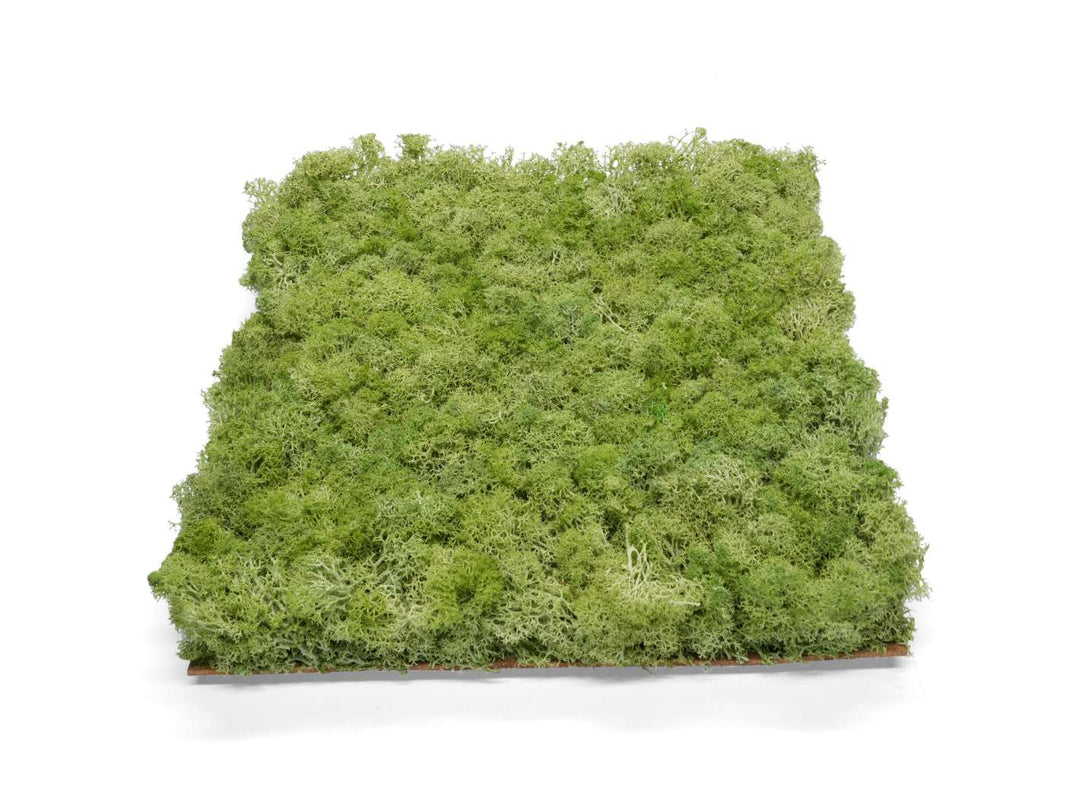 Lime green preserved moss panel 30x30 cm, perfect for wall decor.