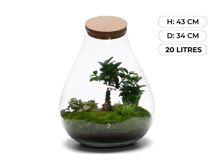 XL Ready-made terrarium H: 43 cm | 'London'