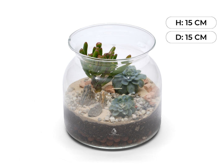 DIY Open Terrarium Kit with Cacti or Succulent Plants | 'Cancun'