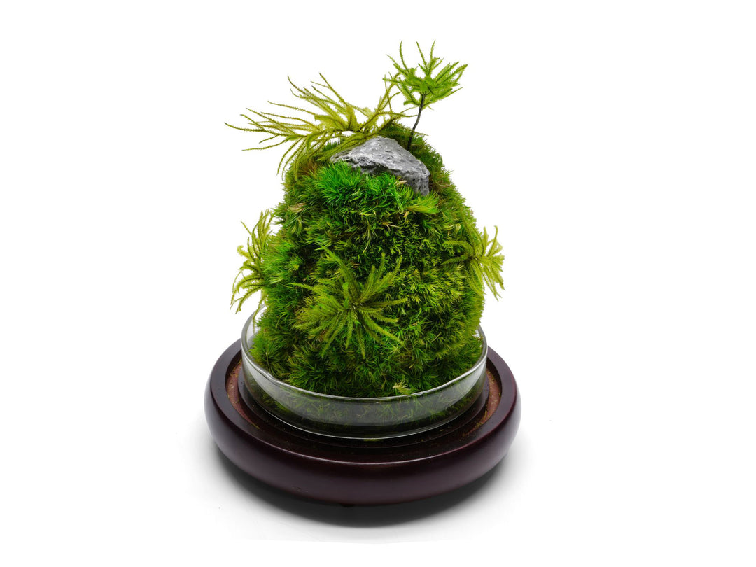 Moss terrarium globe