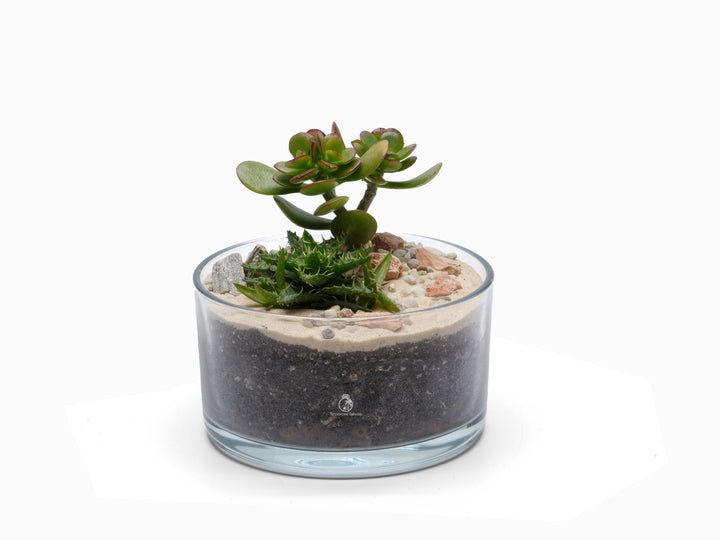 Make your Own Open Terrarium Kit | 'Chania'