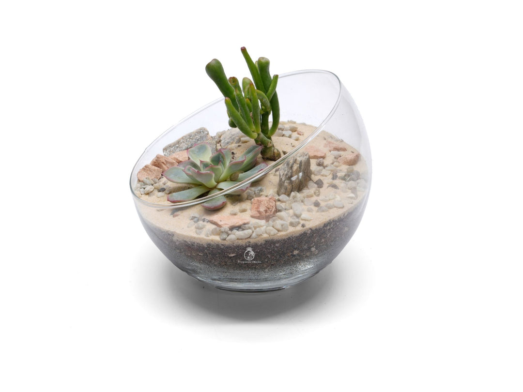 Desert Terrarium with Succulents or Cacti | 'Sinaloa'