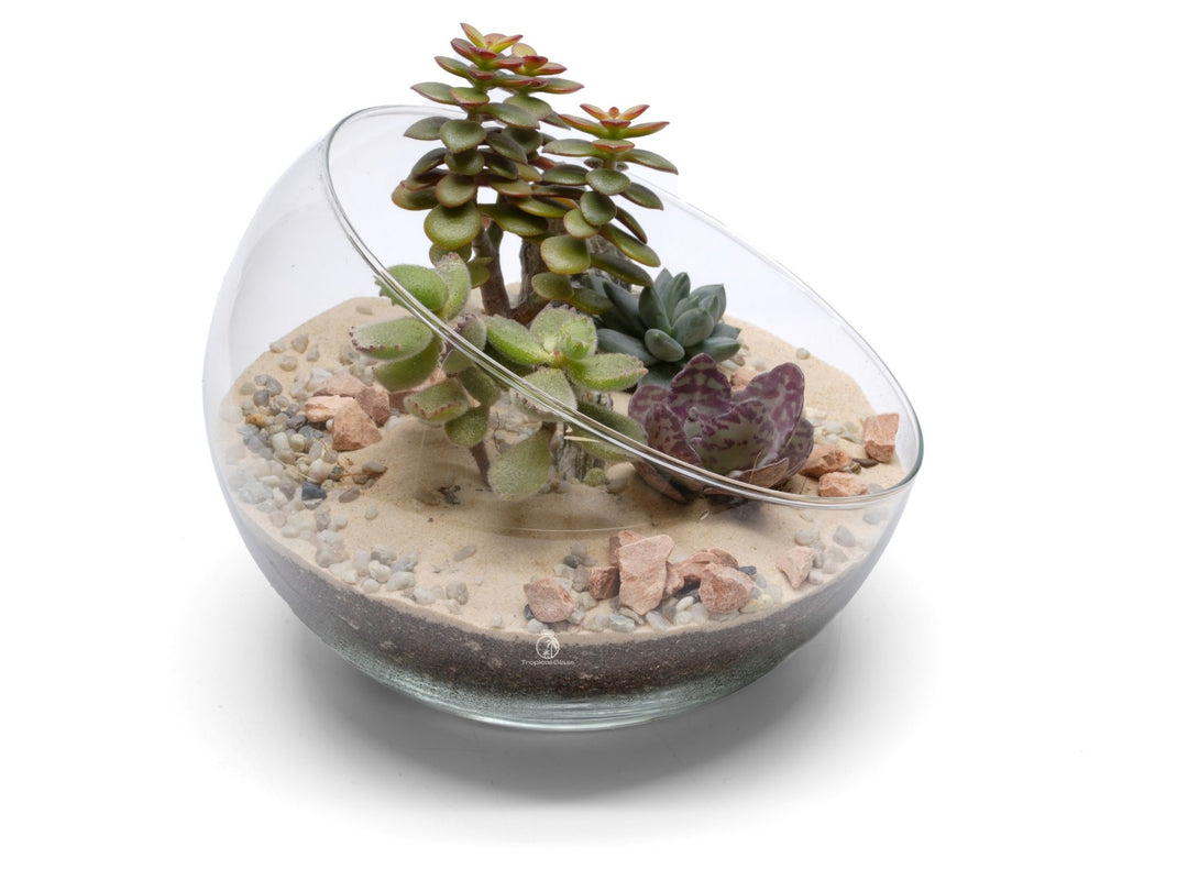 Open DIY Plant Terrarium Kit | 'Acapulco'