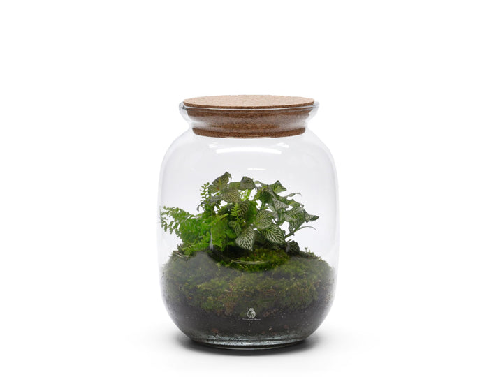 Ready-made terrarium H: 22 cm | 'Berlin'