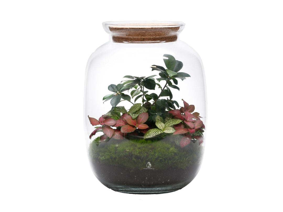 Pre-assembled terrarium