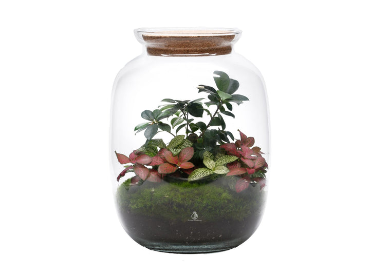 Pre-assembled terrarium