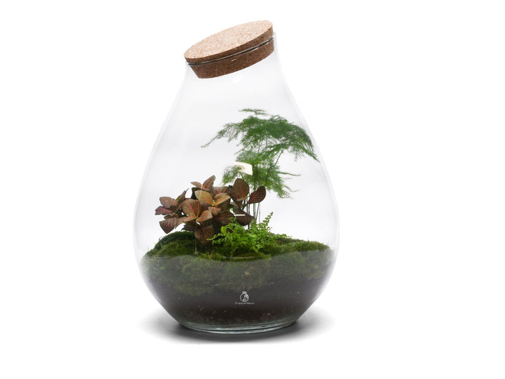 Ready-made terrarium H: 37 cm | 'Vienna'