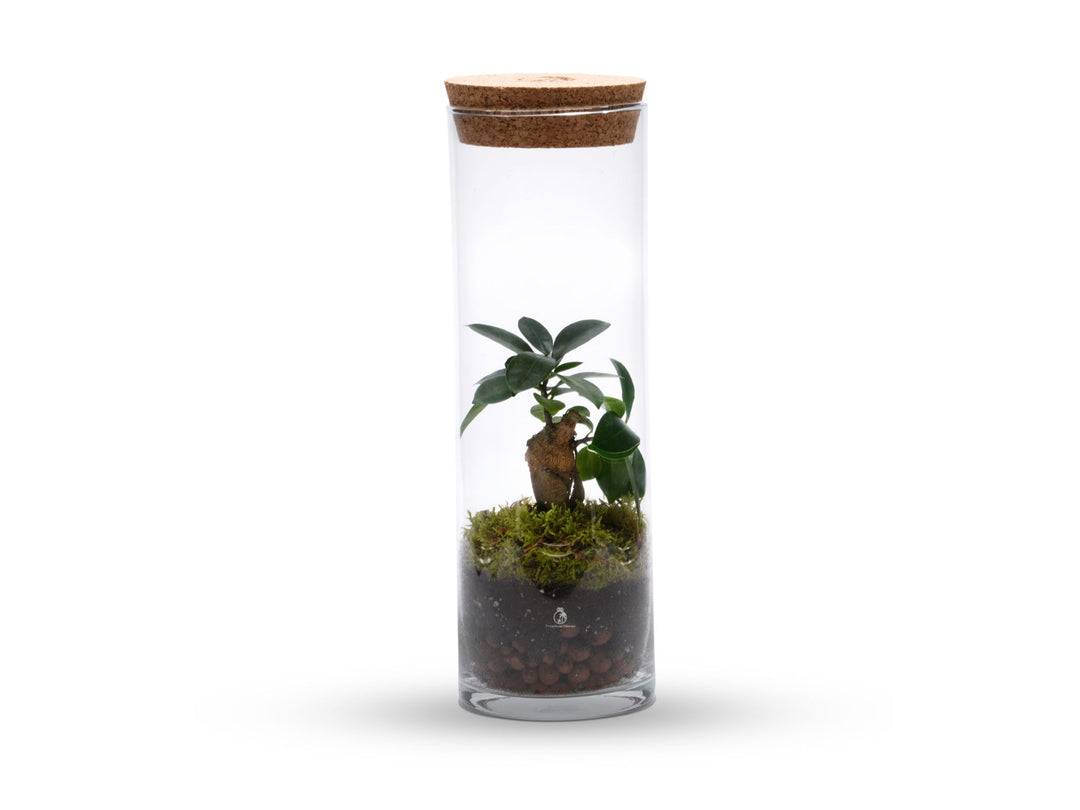 Bonsai Ready made Terrarium