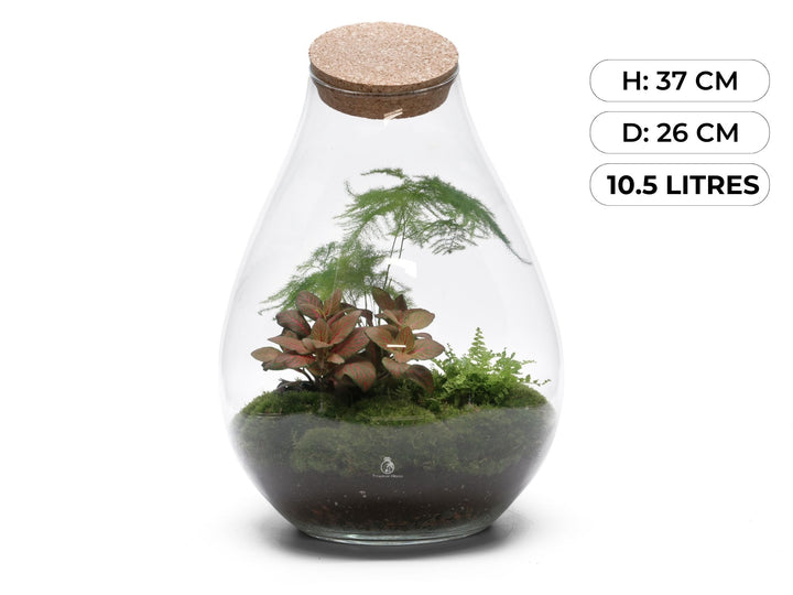 Ready-made terrarium H: 37 cm | 'Vienna'