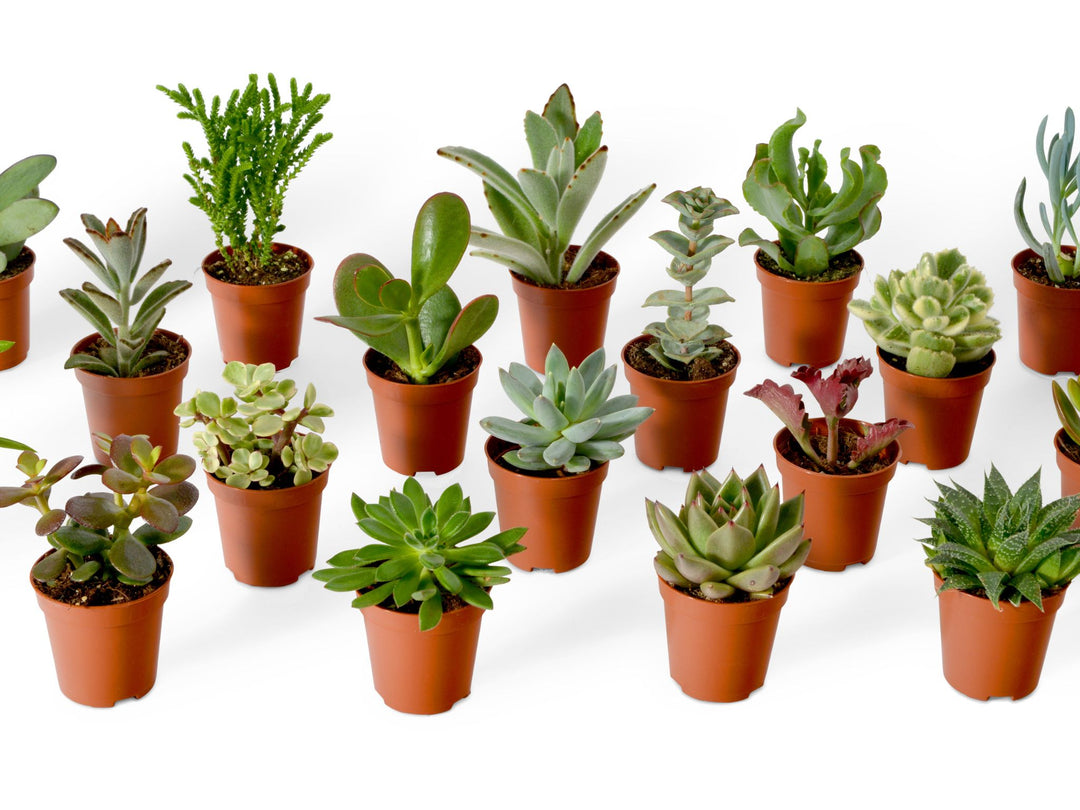 DIY Open Terrarium Kit with Cacti or Succulent Plants | 'Cancun'