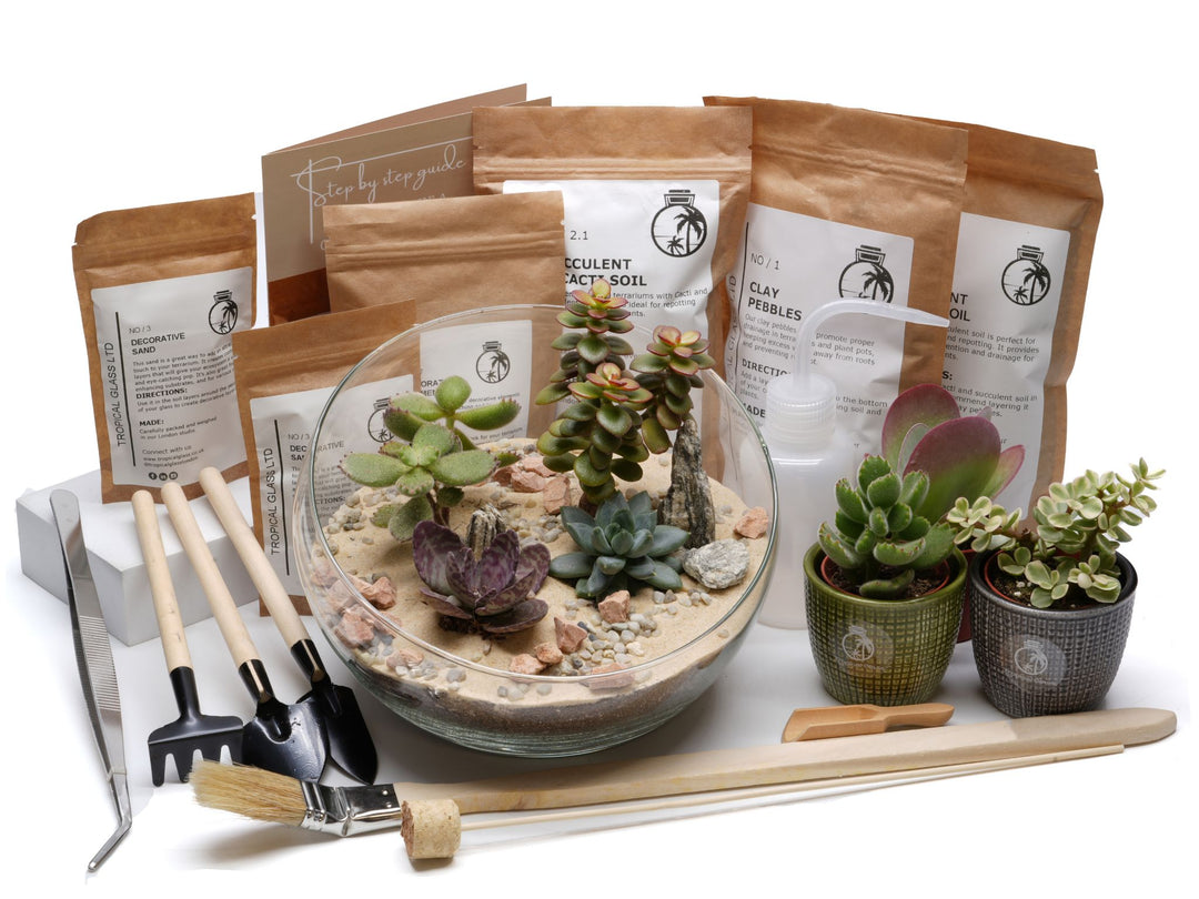 DIY succulent terrarium kit