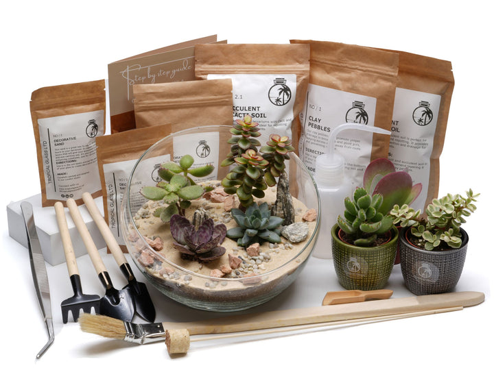 DIY succulent terrarium kit