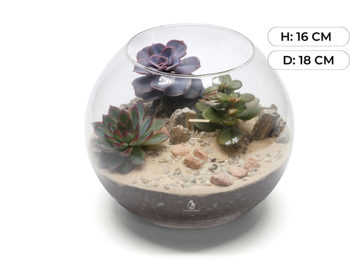 DIY Fishbowl Terrarium Kit | 'Texas'