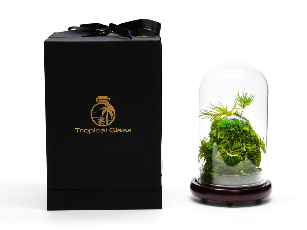 Cloche Terrarium with Preserved Moss in a gift box