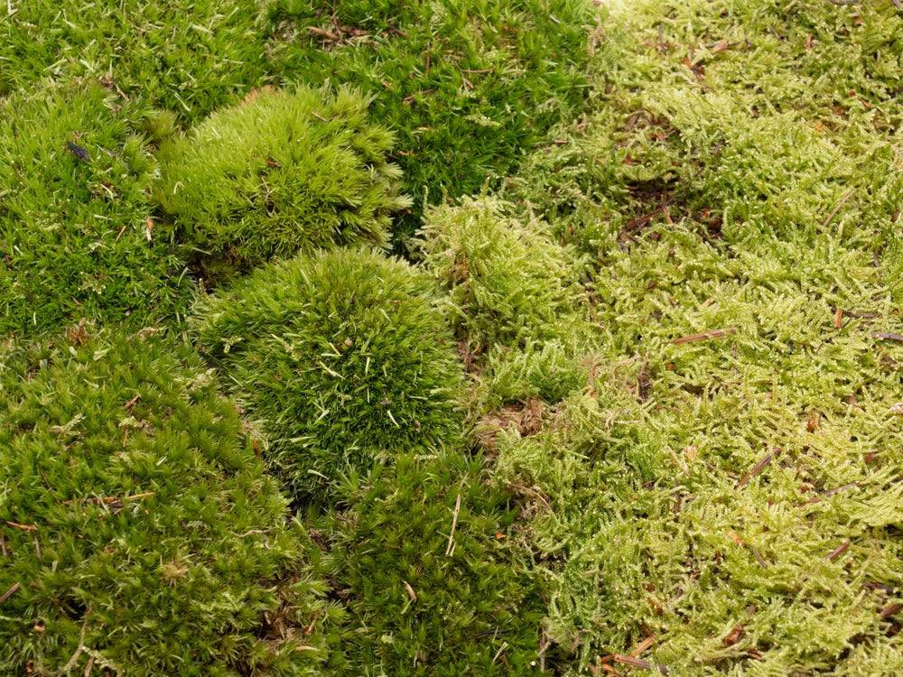 terrarium moss set for terrariums