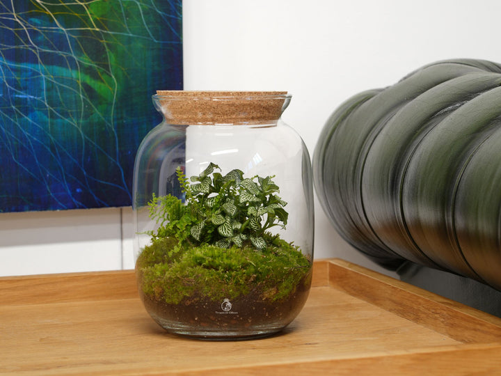 Ready-made terrarium H: 22 cm | 'Berlin'