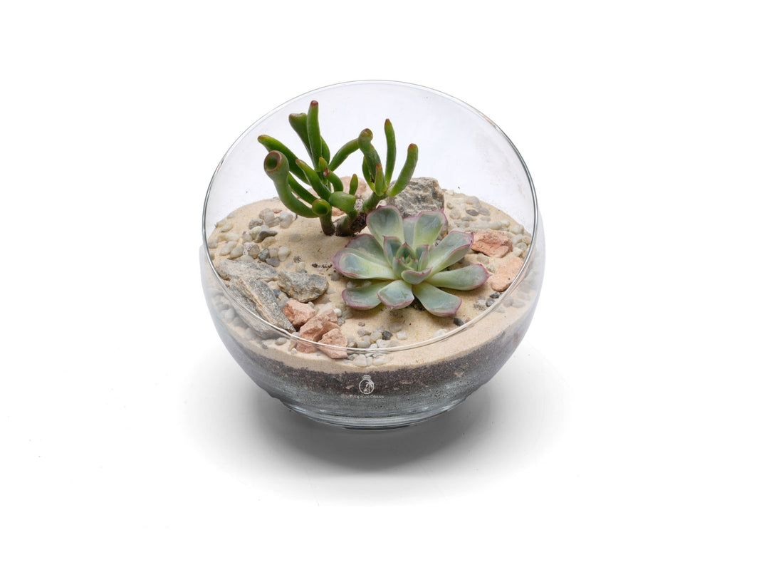 Desert Terrarium with Succulents or Cacti | 'Sinaloa'