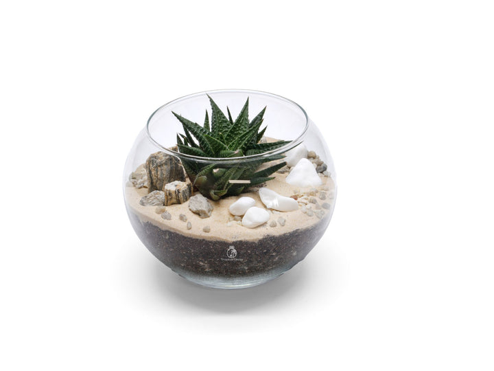 Open DIY Terrarium Kit with Succulent or Cacti | 'Rhodes'