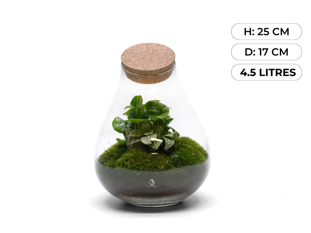 Ready-Made Terrarium H: 25 cm | 'Madrid'