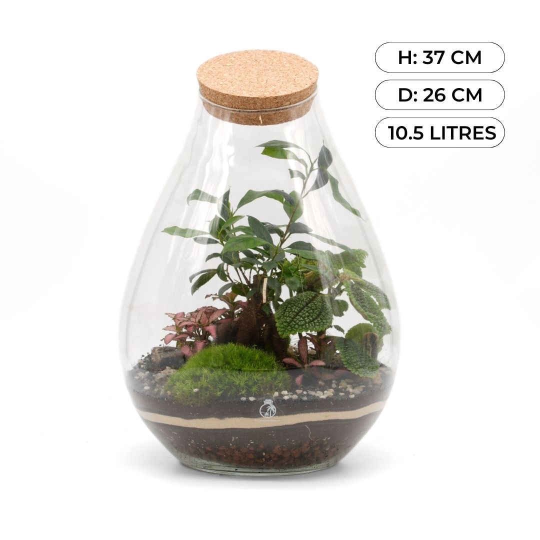 Ficus Bonsai Terrarium DIY Kit H: 37 cm |  'Taipei'