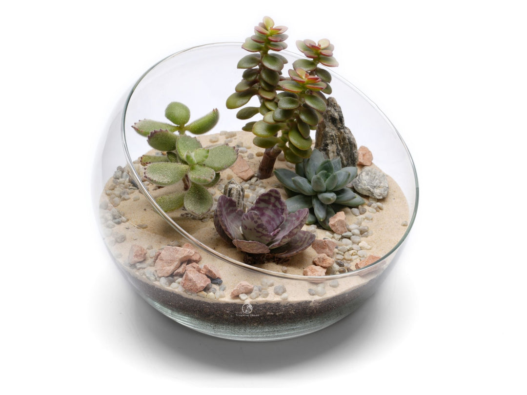 Open DIY Plant Terrarium Kit | 'Acapulco'