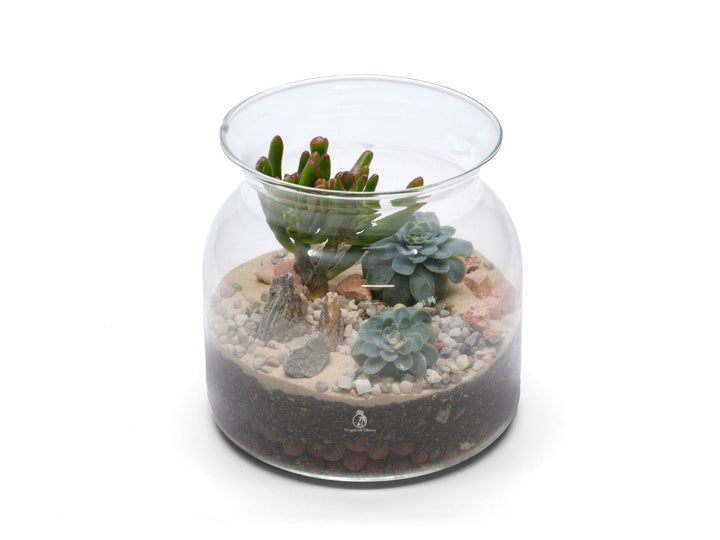 DIY Open Terrarium Kit with Cacti or Succulent Plants | 'Cancun'