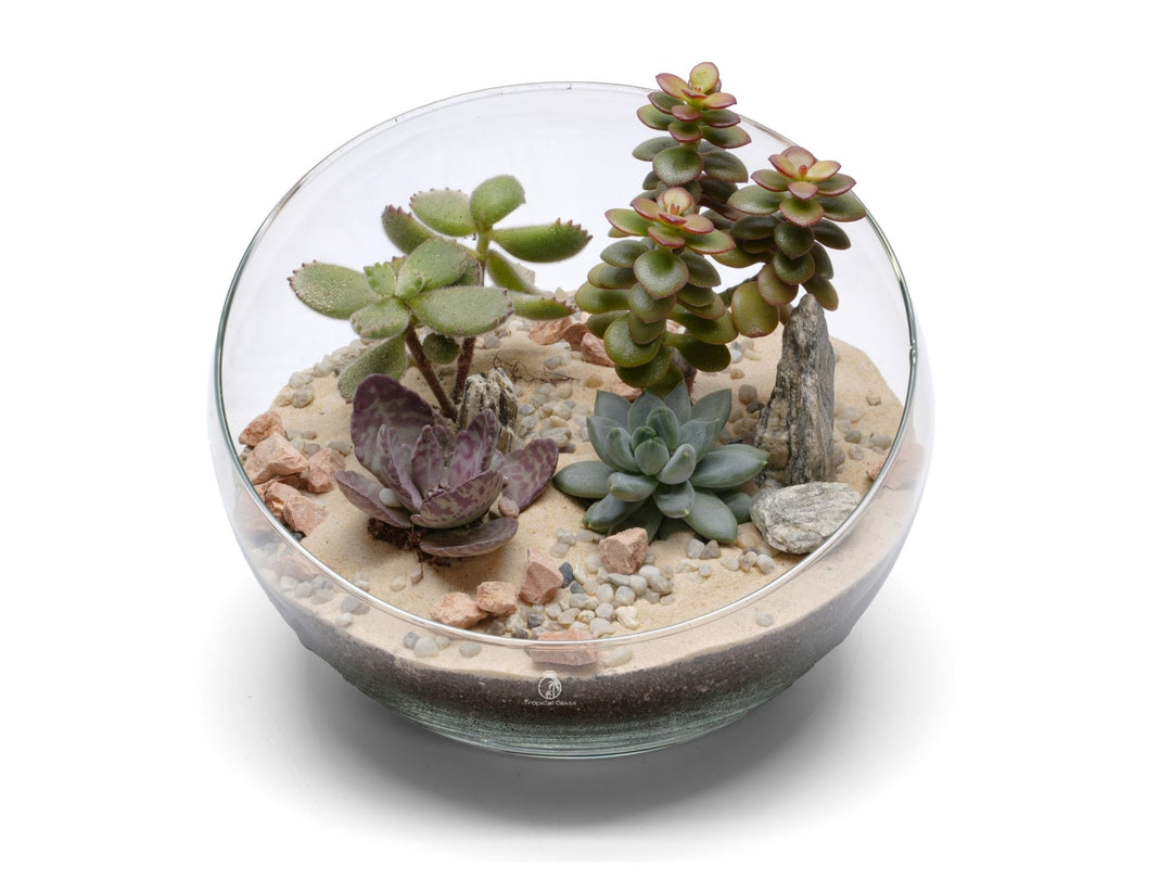 Open DIY Plant Terrarium Kit | 'Acapulco'