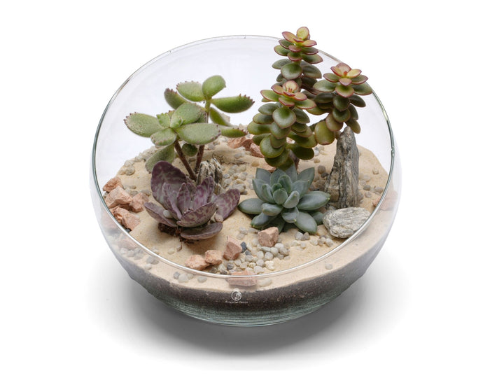 Open DIY Plant Terrarium Kit | 'Acapulco'