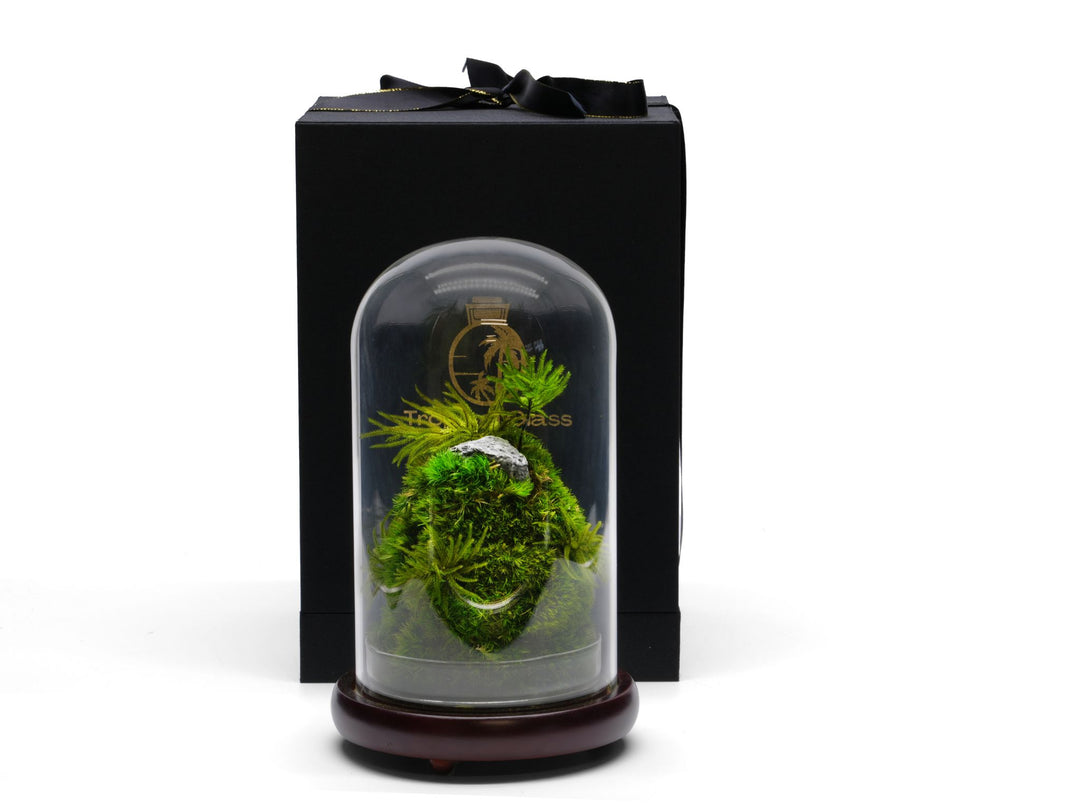 Preserved Dome Terrarium H: 20 cm - Fully Assembled | 'Eze'