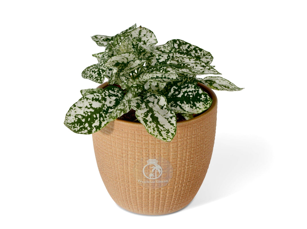 White Polka Dot Plant | Hypoestes | 8.5 cm pot - Tropical Glass