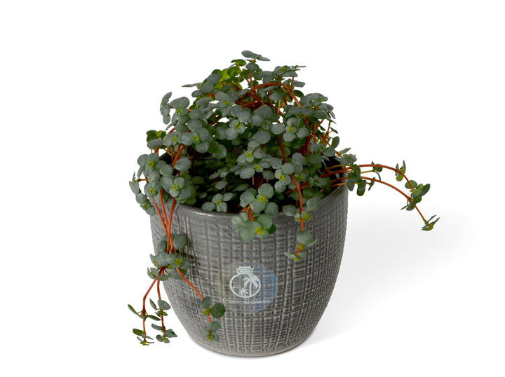 Pilea Glaucophylla Greyzy | Baby Plant | Pilea Glauca - Tropical Glass