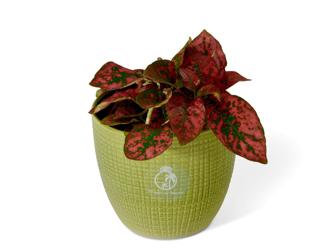 Hypoestes red | Polka Dot Plant | 8.5 cm pot - Tropical Glass