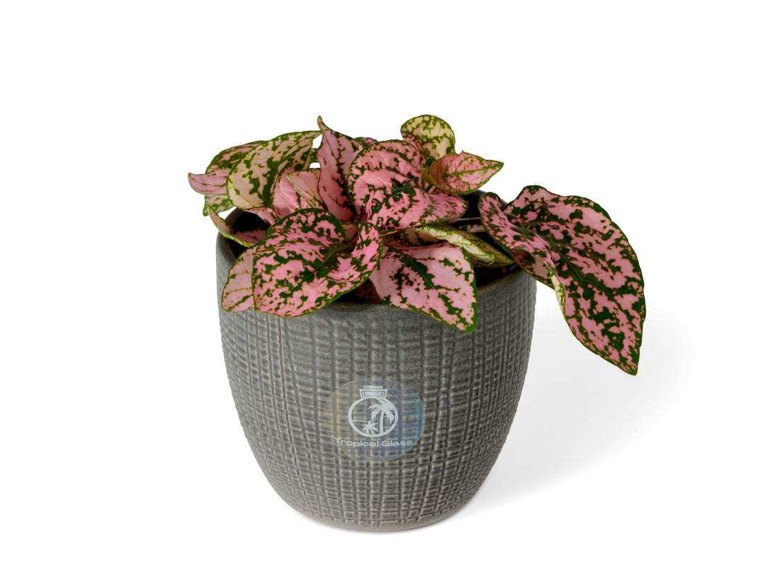 Pink Polka Dot Plant | Hypoestes | 8.5 cm pot - Tropical Glass