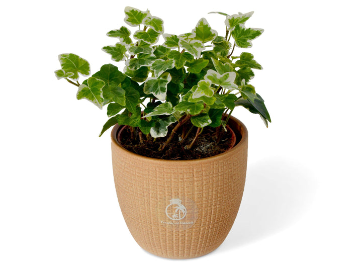 Hedera English Ivy | Baby Plant | 8.5 cm - Tropical Glass