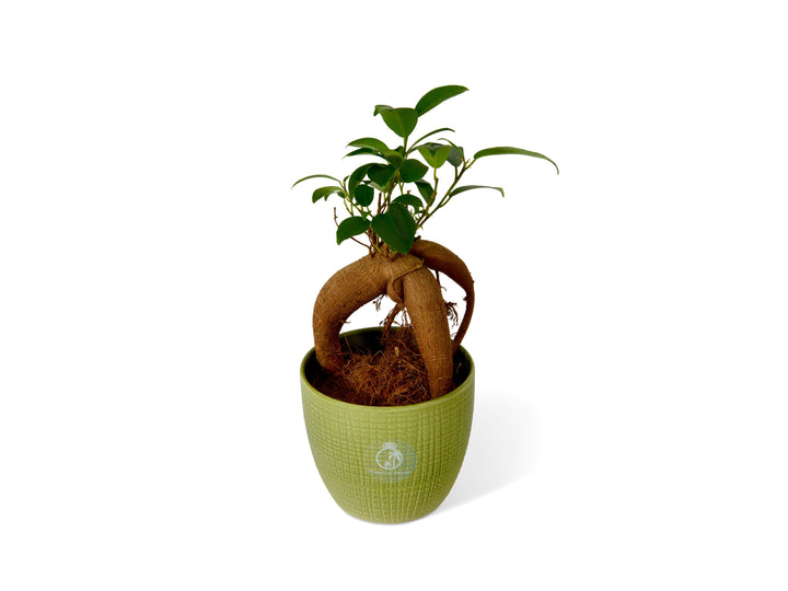 Baby Ficus Ginseng | Bonsai Tree | Ficus microcarp - Tropical Glass